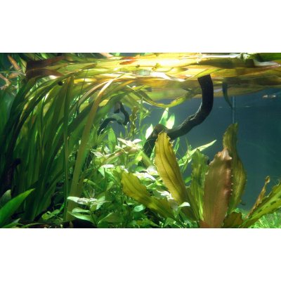 Vallisneria gigantea - Zákruticha velká – Zboží Dáma