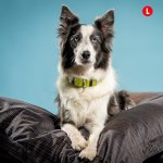 Silviger Sharebag Pelíšek – Hledejceny.cz