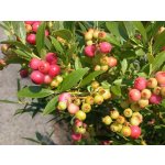 ROSA 2 l – HobbyKompas.cz