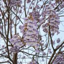 Čínský císařský strom - Paulovnie plstnatá - Paulownia tomentosa - semena Paulovnie - 15 ks