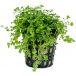 Hemianthus micranthemoides – Sleviste.cz