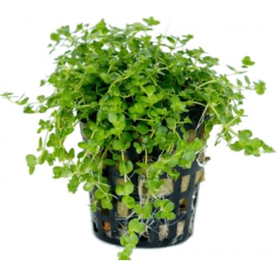 Hemianthus micranthemoides – Sleviste.cz