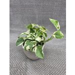 Epipremnum NJoy – Hledejceny.cz