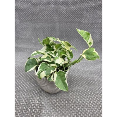 Epipremnum NJoy – Hledejceny.cz