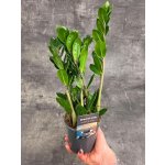 Zamioculcas Lima – Zboží Dáma