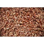 Cibule sazečka Všetana 100 g – HobbyKompas.cz