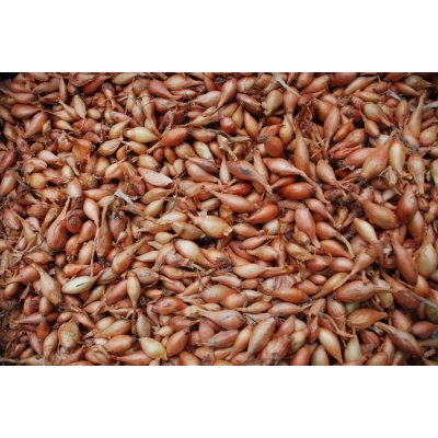 Cibule sazečka Všetana 100 g – HobbyKompas.cz