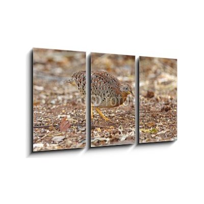 Obraz 3D třídílný - 90 x 50 cm - Yellow-legged Buttonquail Turnix tanki Male Cute Birds of Thailand Žlutý – Hledejceny.cz