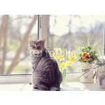 WEBLUX 44792547 Fototapeta papír cat sitting on the windowsill in the flowers on the background o kočka sedí na parapetu v květech na pozadí o rozměry 160 x 116 cm – Sleviste.cz