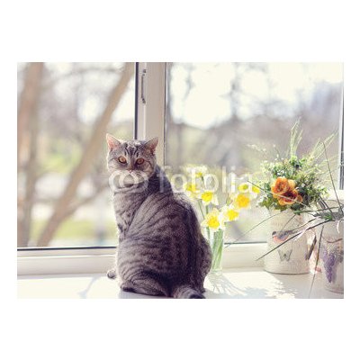 WEBLUX 44792547 Fototapeta plátno cat sitting on the windowsill in the flowers on the background o kočka sedí na parapetu v květech na pozadí o rozměry 160 x 116 cm