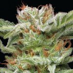 Humboldt Seed Company Blueberry Muffin semena neobsahují THC 3 ks – Zboží Mobilmania