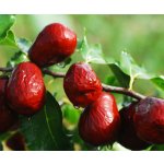 Bylinné kapky Jujube tinktura 50 ml – Hledejceny.cz