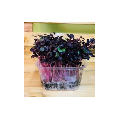 Ředkev Rambo, semínka ke klíčení a pro pěstování microgreens, 100g – Hledejceny.cz