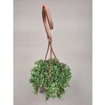Senecio Rowleyanus závěs – Hledejceny.cz