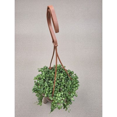 Senecio Rowleyanus závěs – Hledejceny.cz