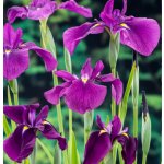 Iris kaempferi – košík 9x9 cm – Sleviste.cz