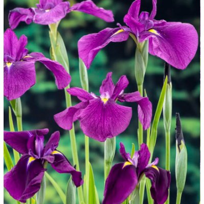 Iris kaempferi – košík 9x9 cm – Sleviste.cz