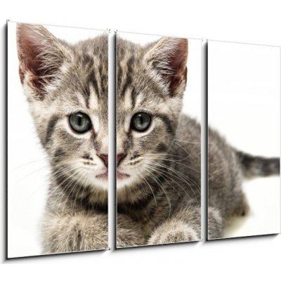 Obraz 3D třídílný - 105 x 70 cm - little kitten malé kotě – Sleviste.cz