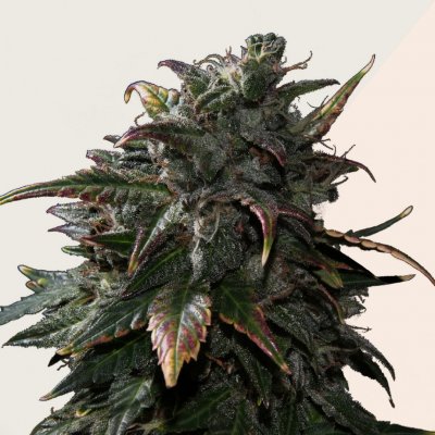 Kera Seeds Tangerine Kush semena neobsahují THC 1 ks – Sleviste.cz