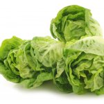 Salát Little Gem - Lactuca sativa - semena - 400 ks – Hledejceny.cz