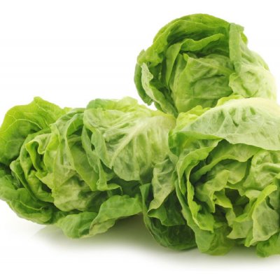 Salát Little Gem - Lactuca sativa - semena - 400 ks – Hledejceny.cz