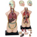 Vzdělávací sada Anatomický rozkládací set větší – Hledejceny.cz