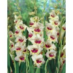 Mečík 'Sapporo' 5 ks – Hledejceny.cz