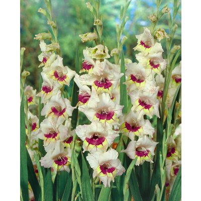 Mečík 'Sapporo' 5 ks – Hledejceny.cz