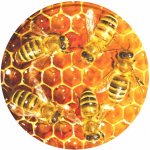 Víčko na sklenici na med se závitem TO 82 - Plástev se včelami – Hledejceny.cz