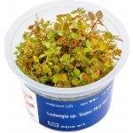 Ludwigia sp. Mini Super Red – Zboží Mobilmania