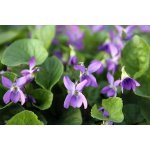 Saloos esenciální olej VIOLKA 10 ml – Zboží Mobilmania