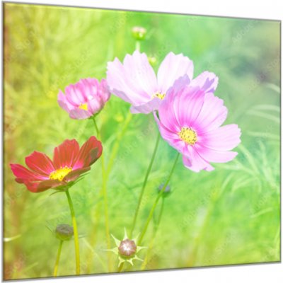 Obraz skleněný čtvercový květy růžových kopretiny na louce - 100 x 100 cm
