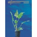 Anubias hastifolia - Anubias laločnatý – Hledejceny.cz