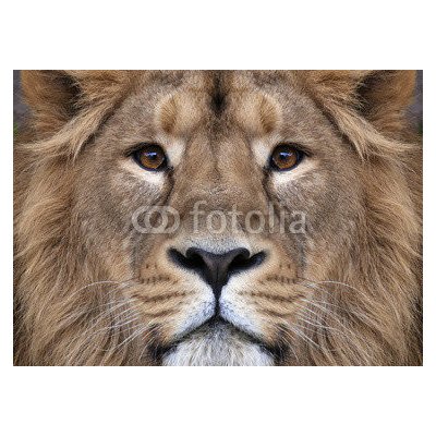 WEBLUX 99132688 Fototapeta papír The face of an Asian lion. The King of beasts Tvář asijského lva. Král zvířat největší kočka světa pohlédl přímo do kamery. Nejnebezp rozměry 254 x 184 cm – Zboží Mobilmania