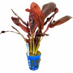 Echinodorus Red Flame - Šípatkovec Red Flame – Zboží Dáma Echinodorus Red Flame - Šípatkovec Red Flame – Zboží Dáma