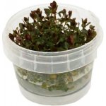 Ludwigia sp. Mini Super Red – Sleviste.cz