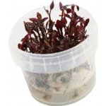 Alternanthera sessilis rubra – Zboží Dáma