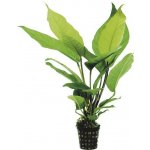 Anubias heterophylla – Zboží Mobilmania