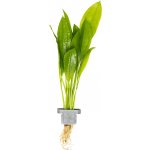 Echinodorus bleherae - Šípatkovec Bleherův – HobbyKompas.cz