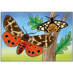 MFP Omalovánky Motýli – Zbozi.Blesk.cz