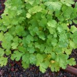 Koriandr setý - Coriandrum sativum - semena koriandru - 100 ks – HobbyKompas.cz