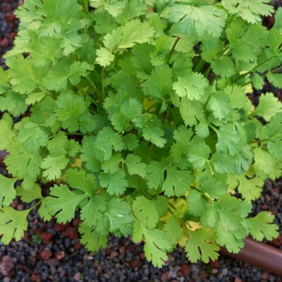 Koriandr setý - Coriandrum sativum - semena koriandru - 100 ks – HobbyKompas.cz