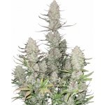 Fast Buds Tropicana Cookies Auto semena neobsahují THC 1 ks – Sleviste.cz