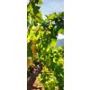 Tapety WEBLUX Samolepka na dveře fólie - 26481965 vineyard odnož pitka rozměry 90 x 220 cm