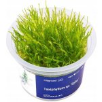 Taxiphyllum sp. Spiky Moss – Sleviste.cz