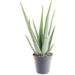 Aloe pravá, Aloe Vera, průměr květináče 16 - 17 cm – Zboží Dáma