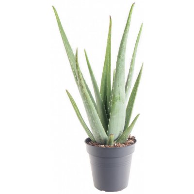 Aloe pravá, Aloe Vera, průměr květináče 16 - 17 cm – Zbozi.Blesk.cz