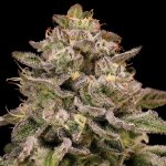 Pistachio Churro Auto Anesia Seeds semena neobsahují THC 3 ks – Hledejceny.cz