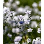 Len setý - Linum usitatissimum - prodej semen - 140 ks – Hledejceny.cz