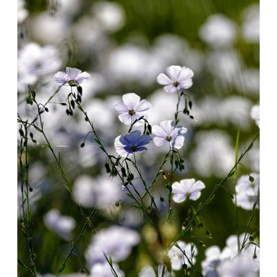 Len setý - Linum usitatissimum - prodej semen - 140 ks – Hledejceny.cz